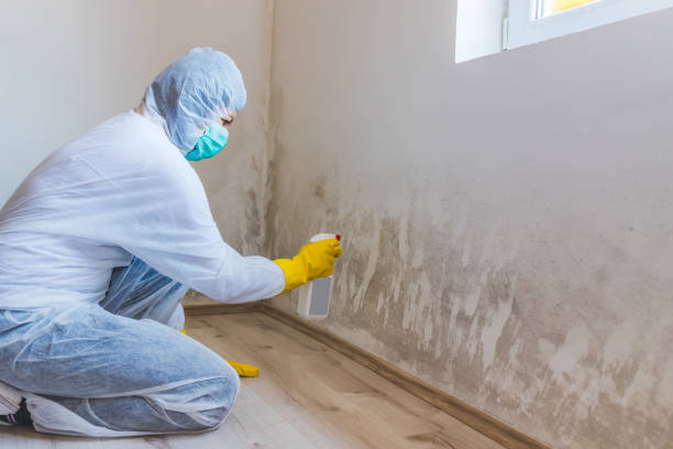 Black mold inspection in Knoxville
