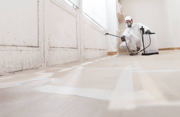 Black mold remediation team in Knoxville